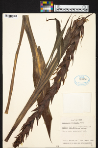 Pitcairnia wendlandii image
