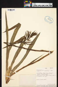 Pitcairnia aequatorialis image