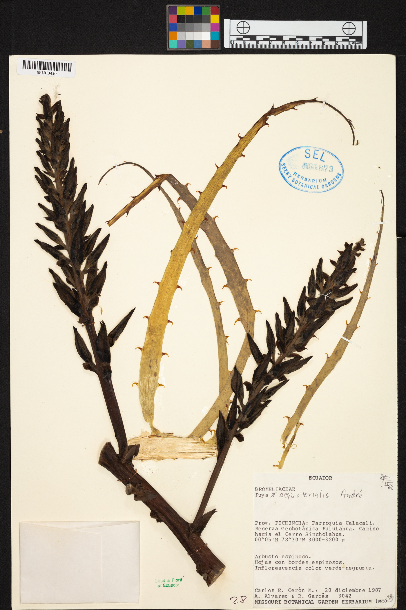 Puya aequatorialis image