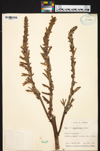 Puya aequatorialis image