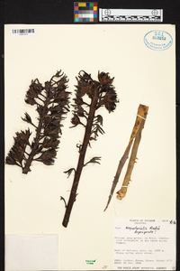 Puya aequatorialis image