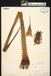 Puya densiflora image