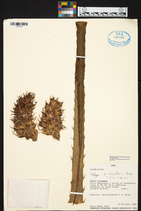 Puya densiflora image