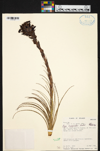 Puya eryngioides image