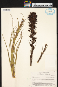 Puya eryngioides image