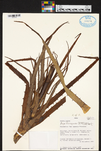 Guzmania claviformis image