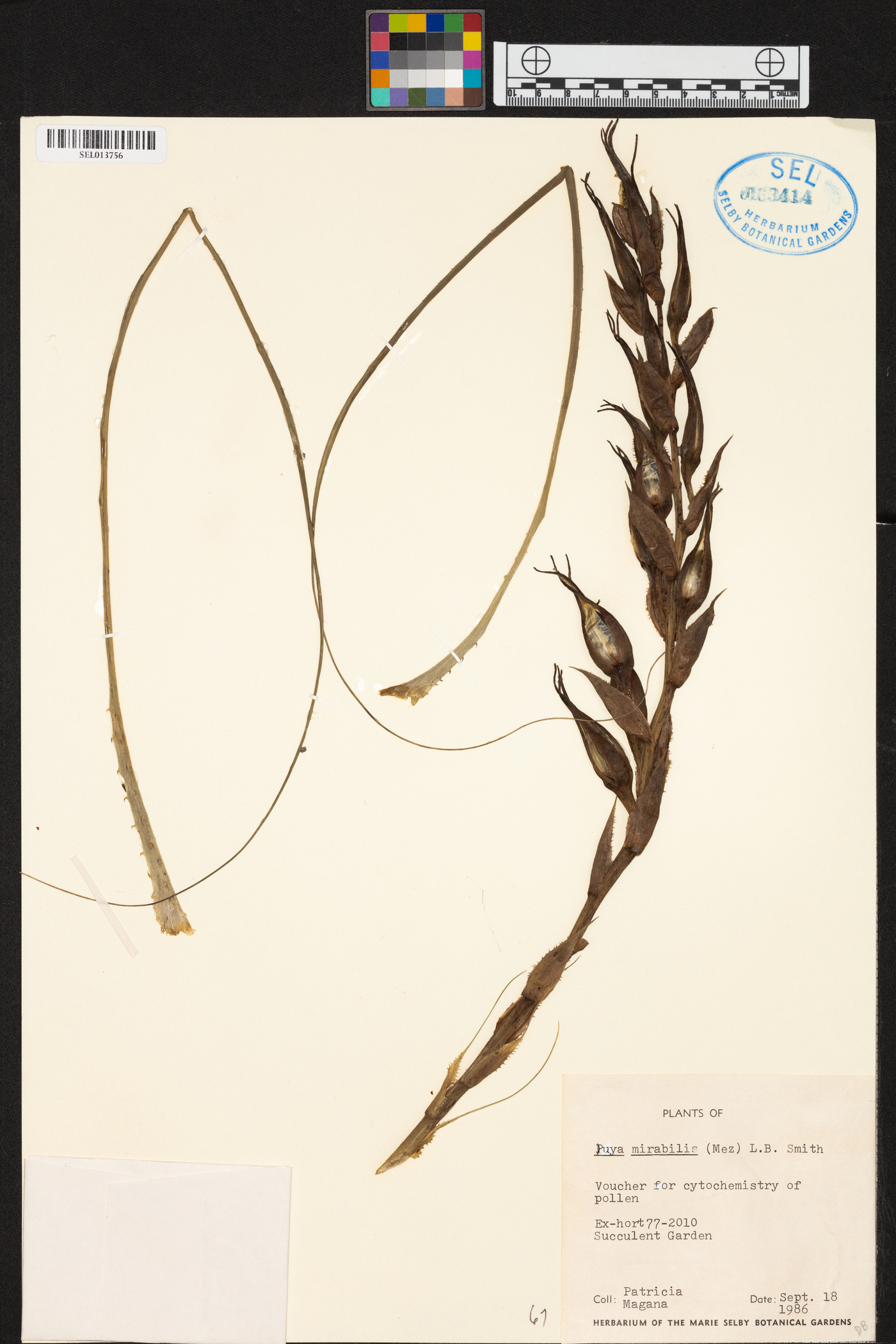 Puya mirabilis image