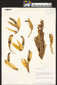 Puya raimondii image