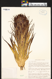 Puya trianae image