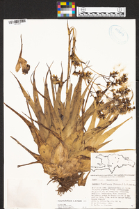 Catopsis floribunda image