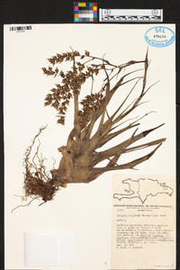 Catopsis floribunda image