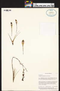 Catopsis juncifolia image