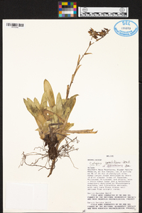 Catopsis morreniana image