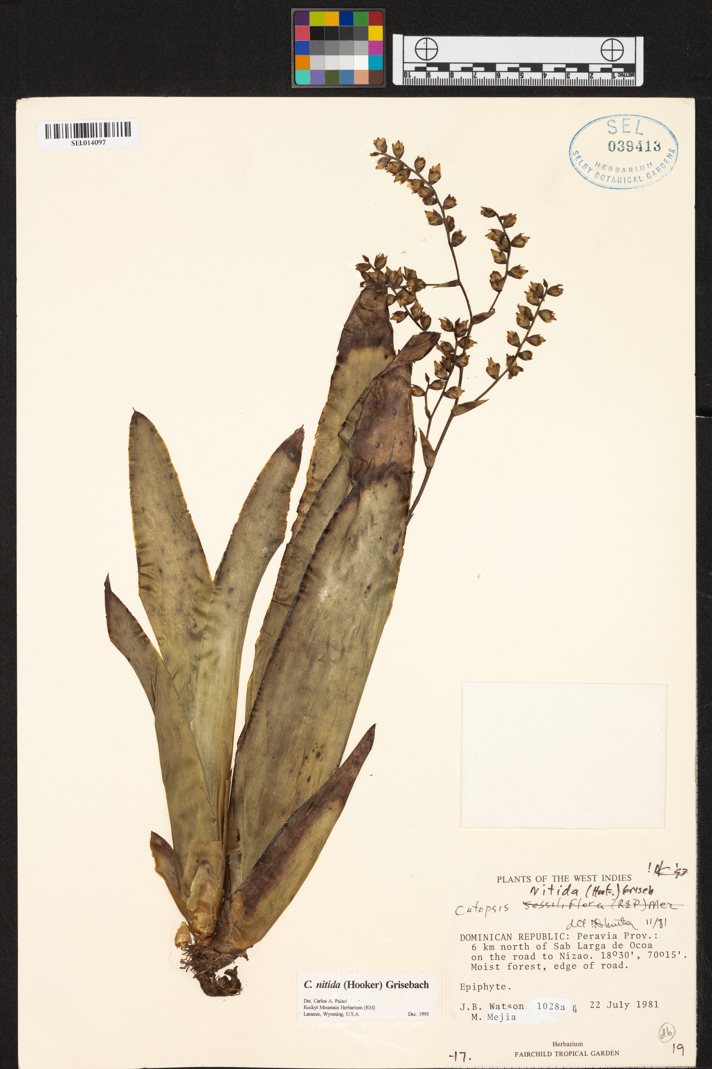 Catopsis nitida image