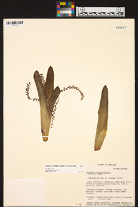 Catopsis sessiliflora image