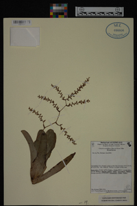 Catopsis sessiliflora image
