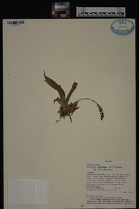 Catopsis sessiliflora image