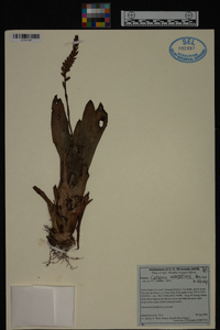 Catopsis wangerinii image