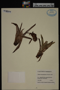 Catopsis wangerinii image