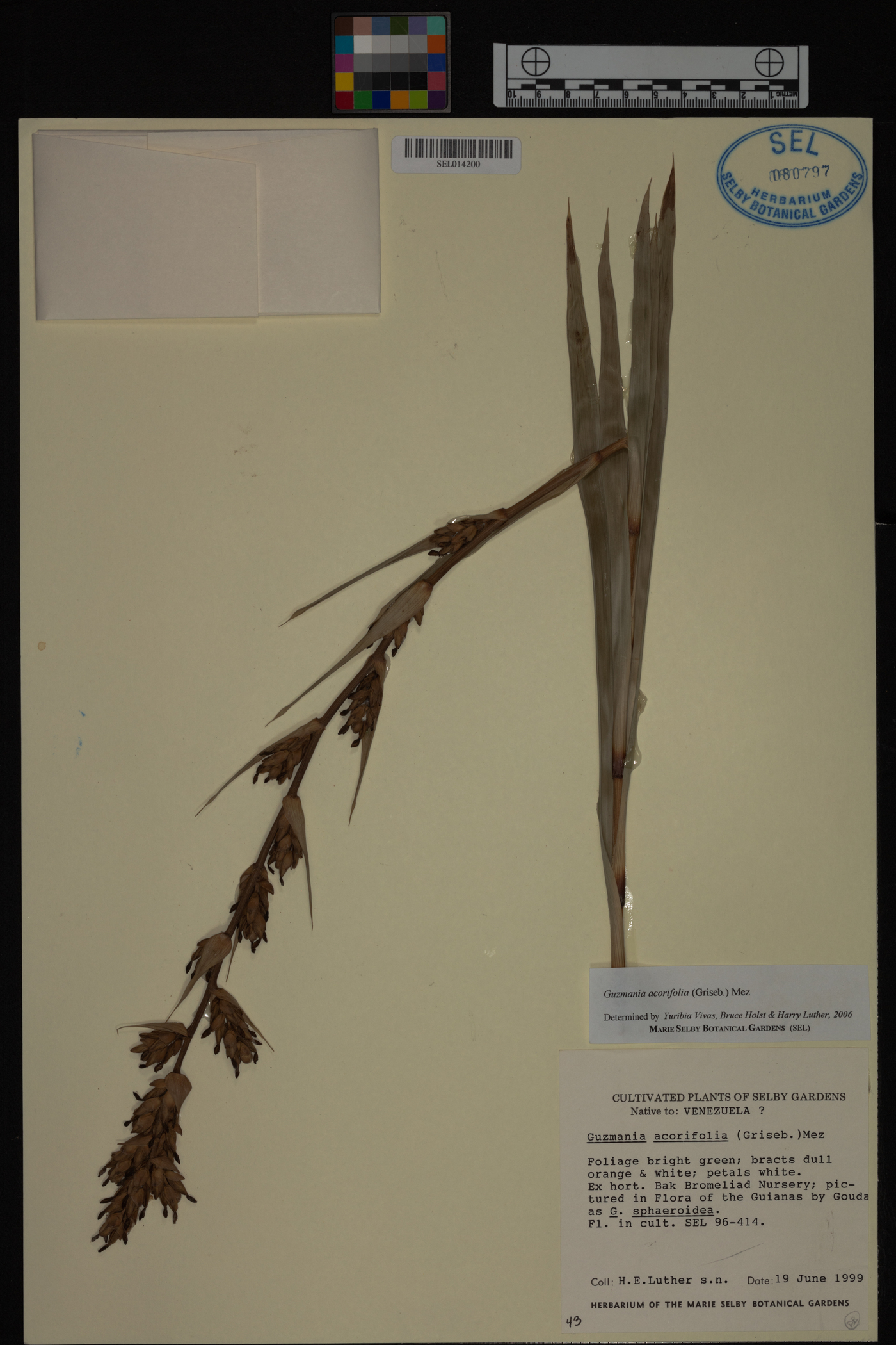 Guzmania acorifolia image
