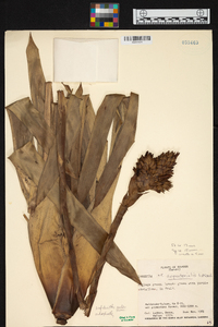 Image of Guzmania aequatorialis