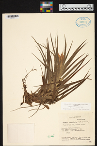 Guzmania angustifolia image