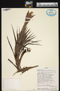 Guzmania angustifolia image