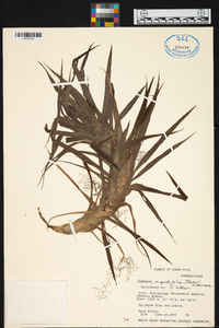 Guzmania angustifolia image