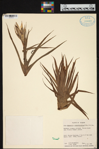 Guzmania angustifolia image