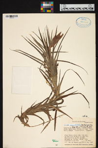 Guzmania angustifolia image