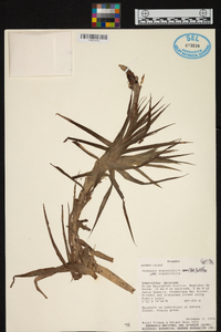 Guzmania angustifolia image