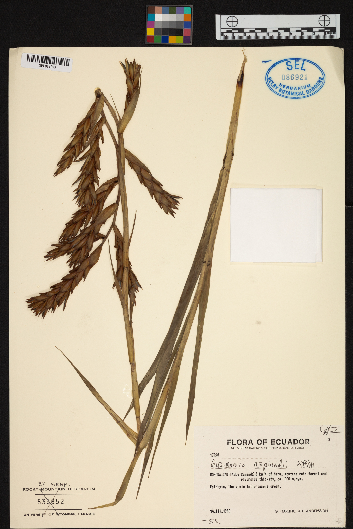 Guzmania asplundii image