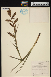 Guzmania asplundii image