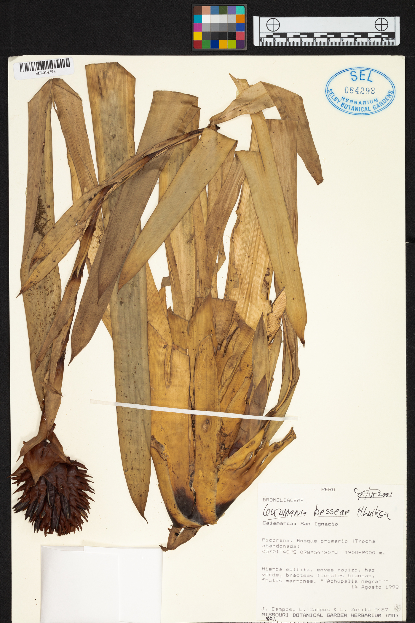 Guzmania besseae image