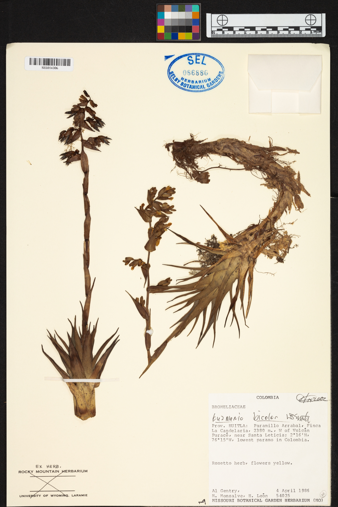Guzmania bicolor image