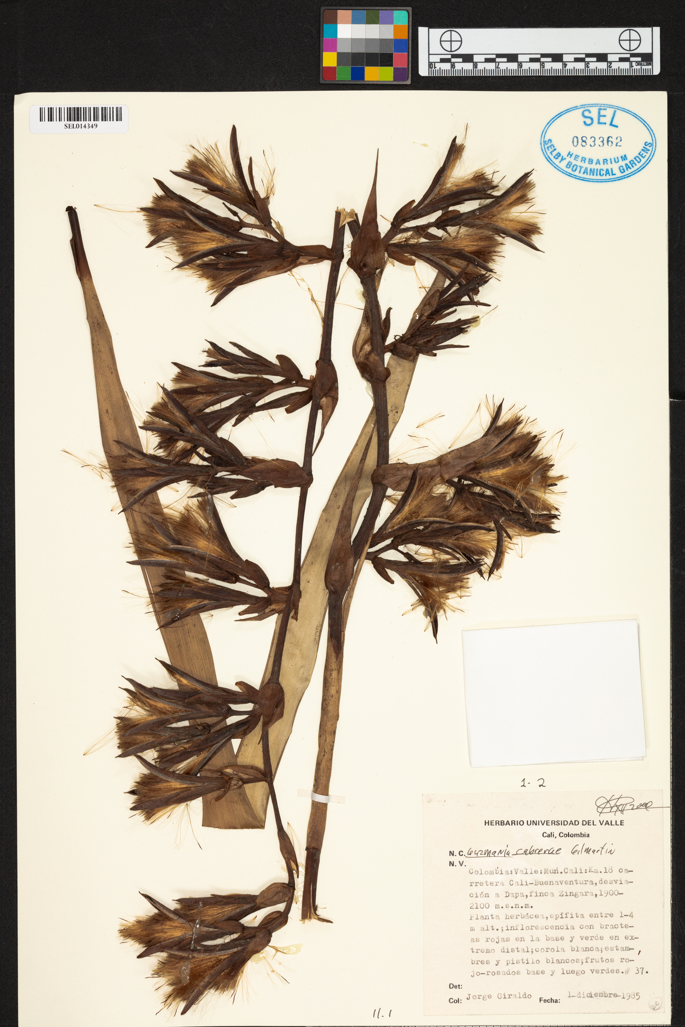 Guzmania cabrerae image