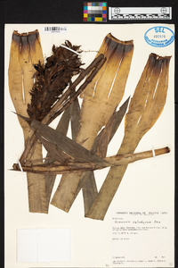 Guzmania calothyrsus image