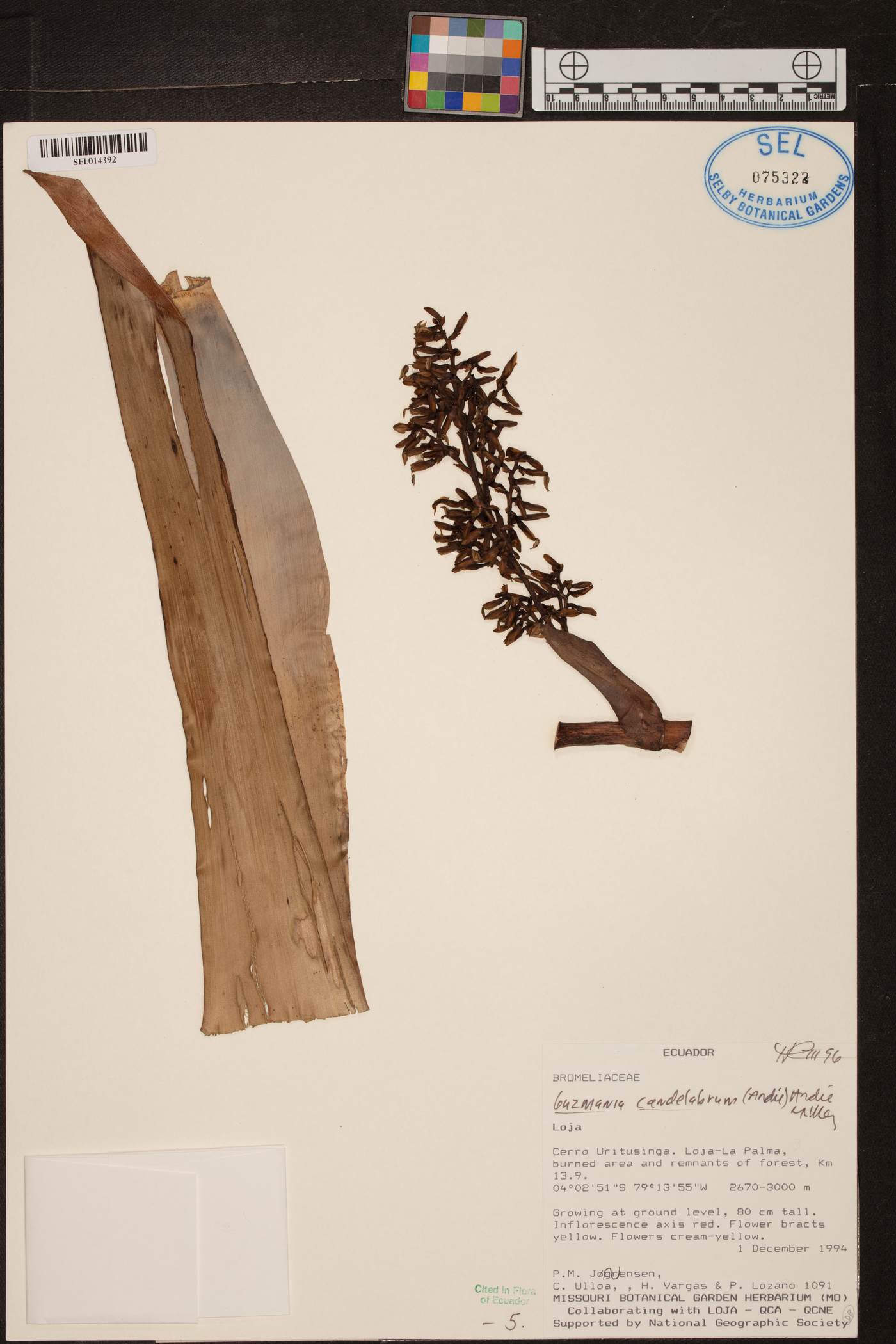 Guzmania candelabrum image