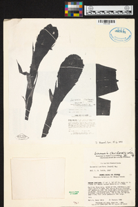 Guzmania claviformis image