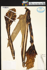 Guzmania claviformis image