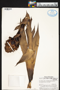 Guzmania claviformis image