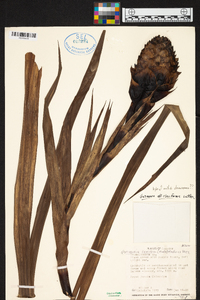 Guzmania claviformis image