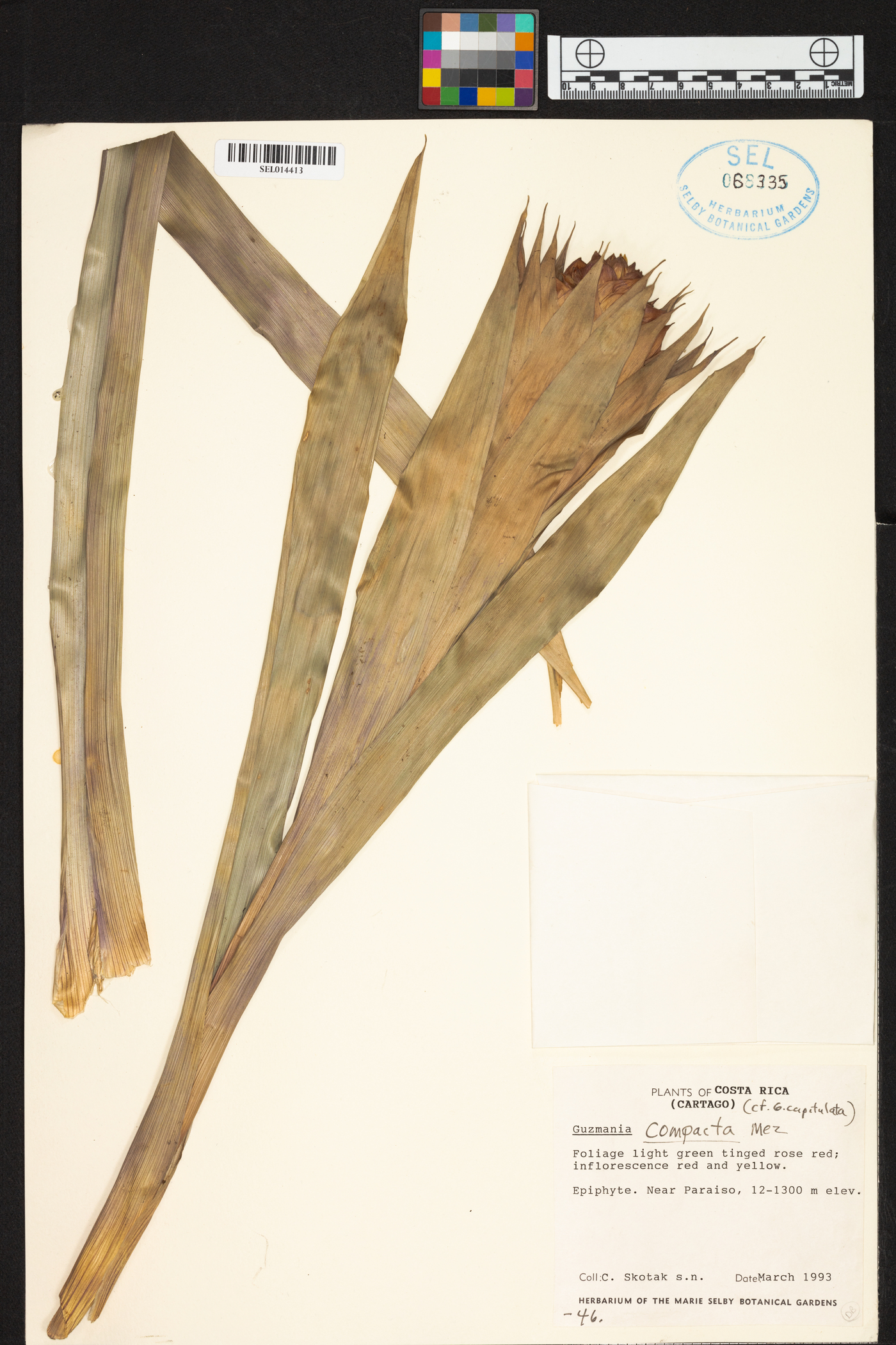 Guzmania compacta image