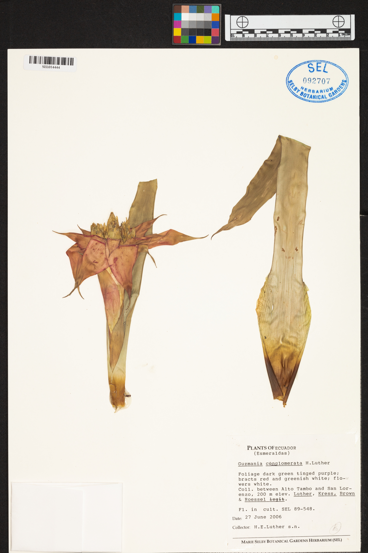 Guzmania conglomerata image