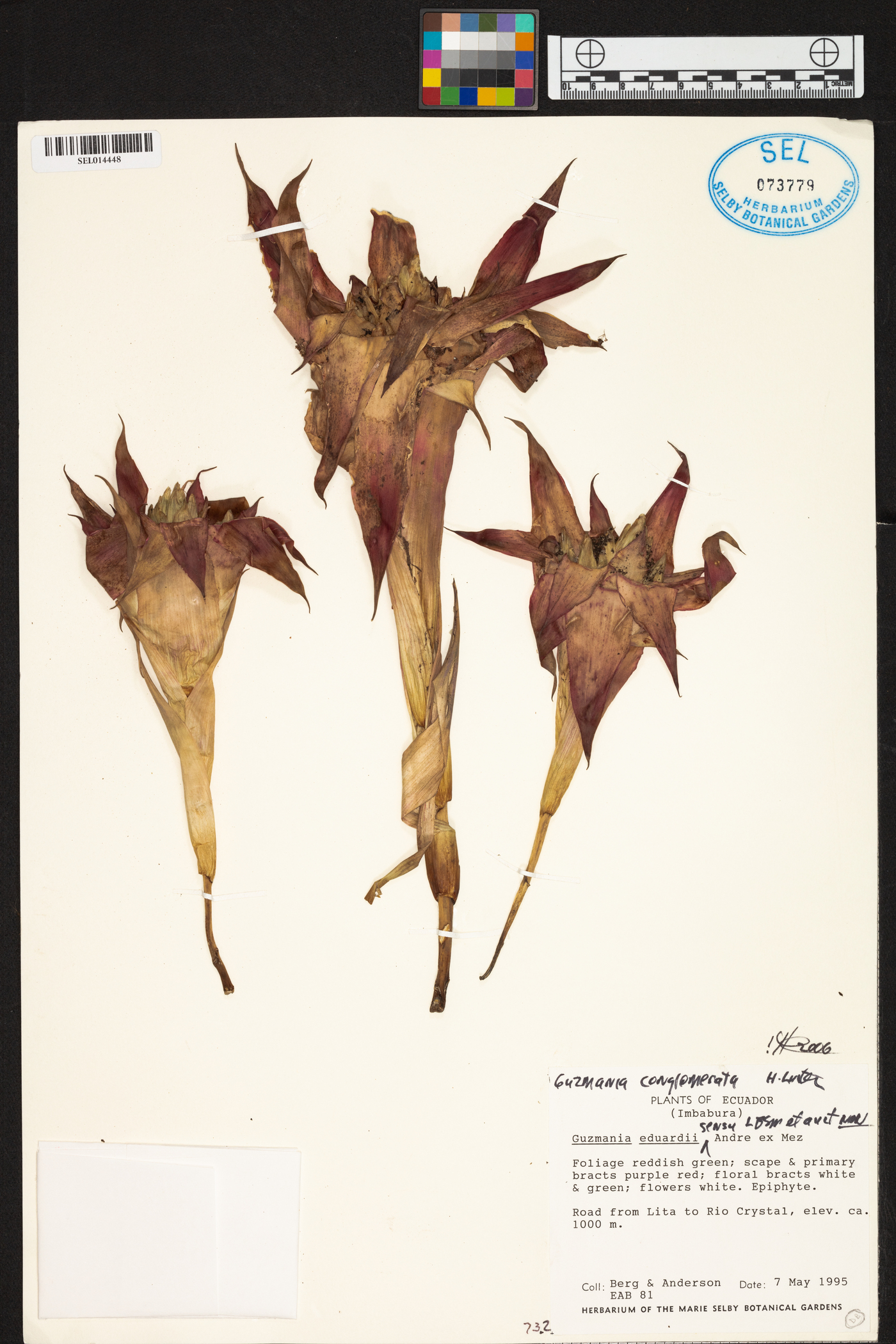 Guzmania conglomerata image