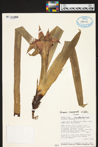 Guzmania conglomerata image