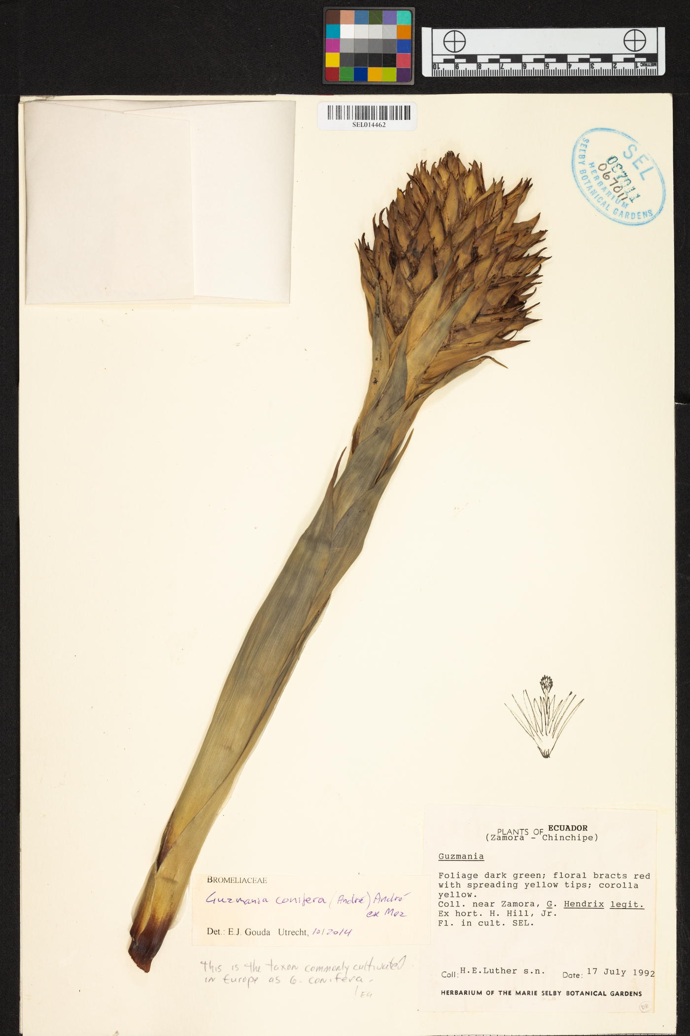 Guzmania conifera image