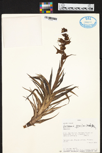 Guzmania gracilior image