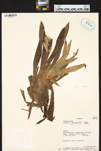 Guzmania jaramilloi image