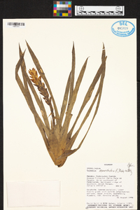 Guzmania monostachia image